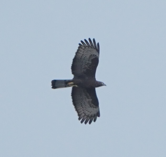 Crested Honey Buzzard (Pernis ptilorhynchus), photo 6