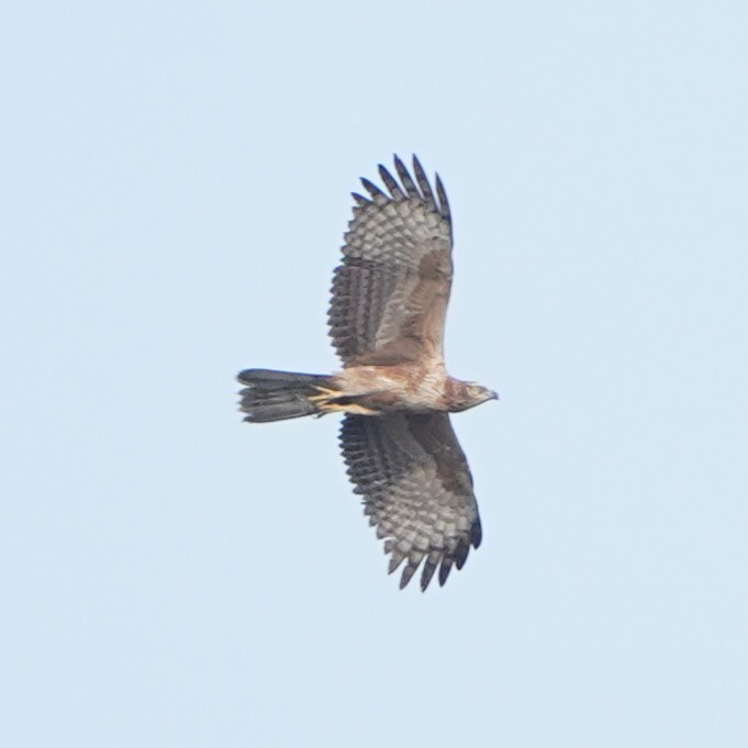 Crested Honey Buzzard (Pernis ptilorhynchus), photo 2
