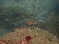 Chlorurus capistratoides