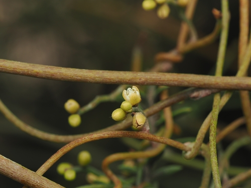 Mawhai (Cassytha paniculata)