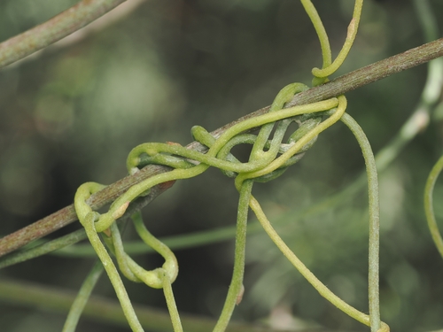 Cassytha paniculata, photograph 6
