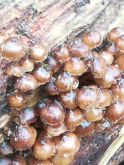 Mycena tintinnabulum