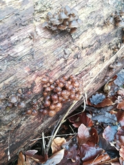 Mycena tintinnabulum