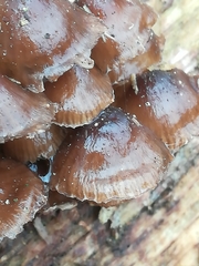 Mycena tintinnabulum