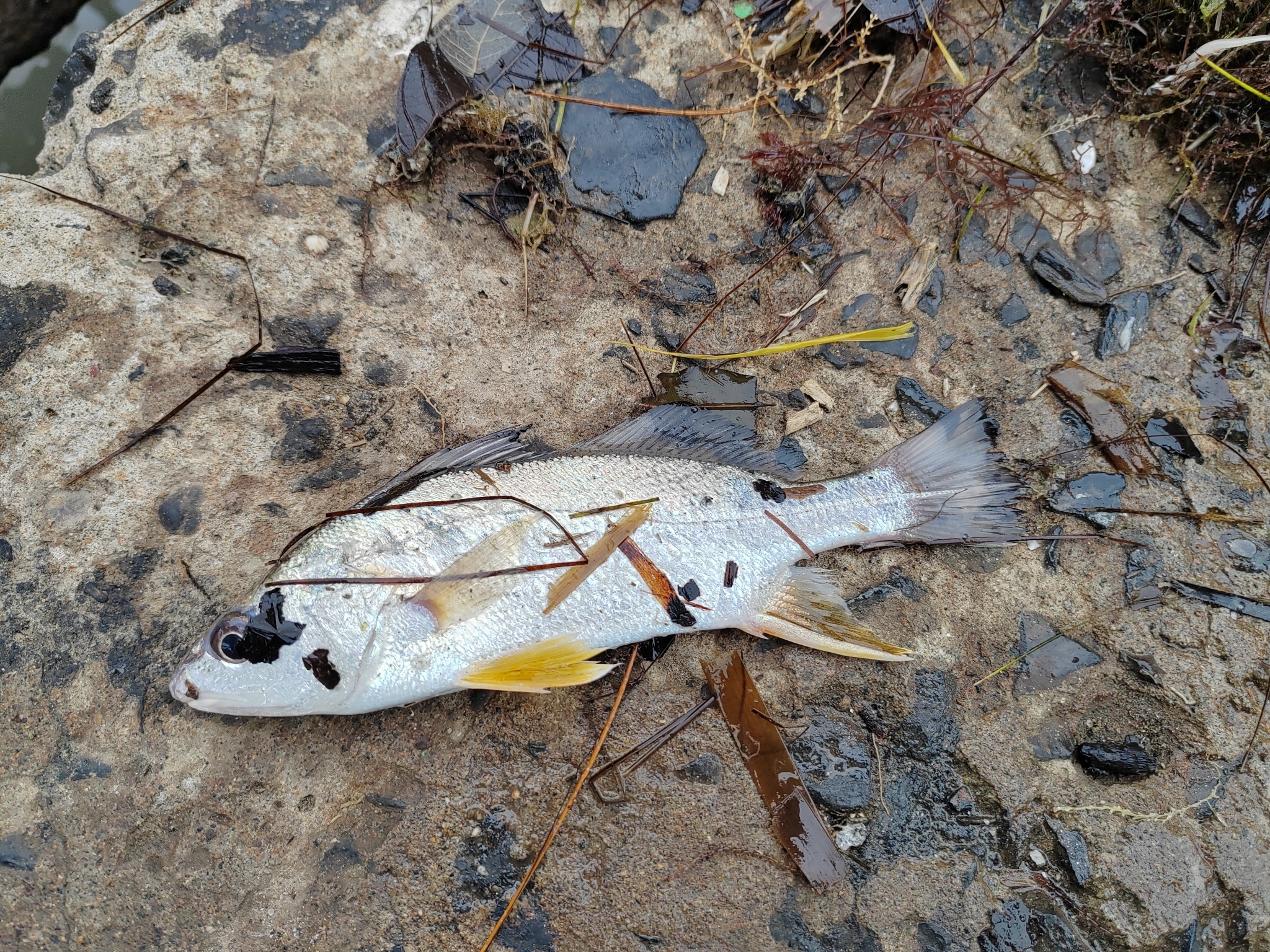 Ground Croaker