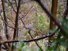 Trochalopteron elliotii