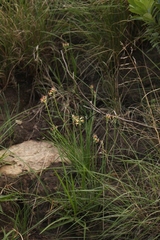 Tulbaghia leucantha