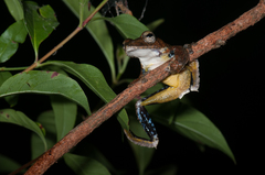 Spinybottom Tree Frog photo 3