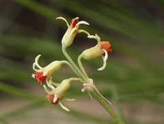 Tulbaghia leucantha