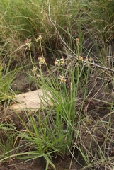 Tulbaghia leucantha