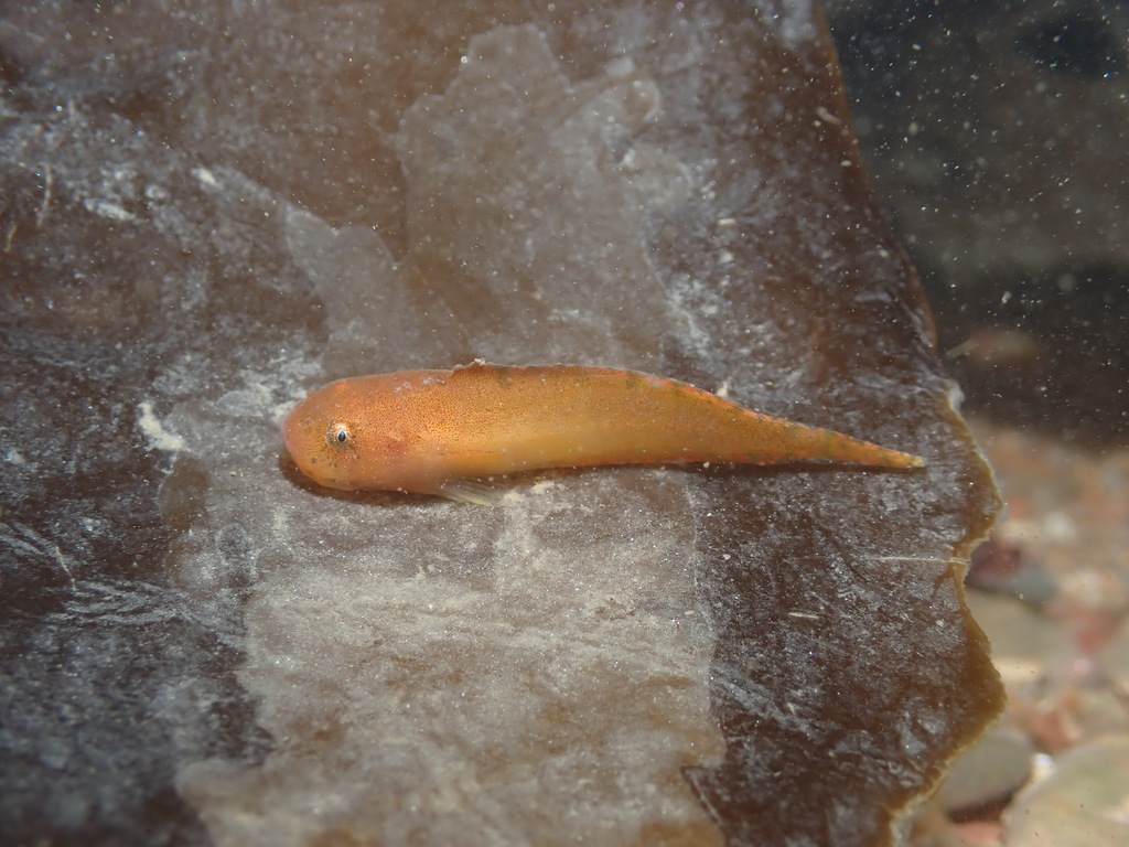 Montagu's seasnail (Liparis montagui) — Liparidae