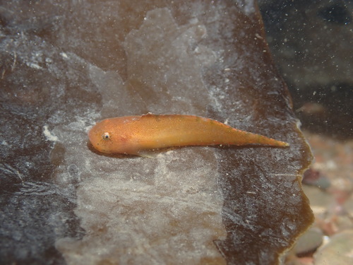 Montagu's seasnail (Liparis montagui) — Liparidae