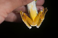 Spinybottom Tree Frog photo 2