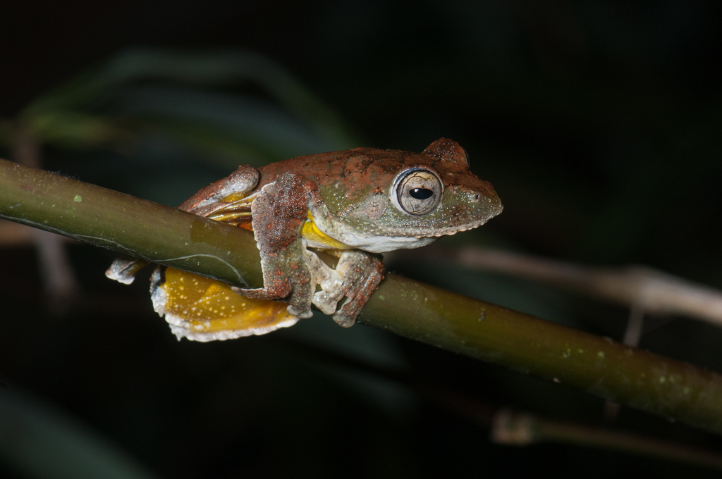 Spinybottom Tree Frog
