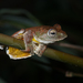 Tramlap Flying Frog - Photo (c) Thomas Calame, some rights reserved (CC BY-NC), uploaded by Thomas Calame