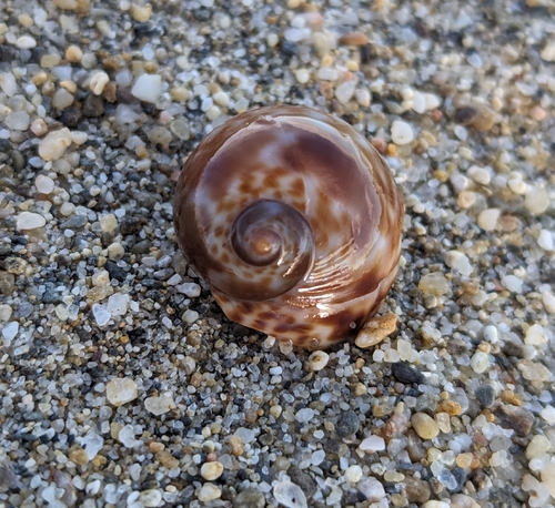 Naticarius hebraeus