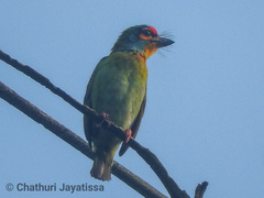 Psilopogon rubricapillus