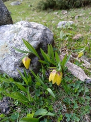 Fritillaria collina, photograph (c) Maria Kohanovskaya, some rights reserved (CC BY)