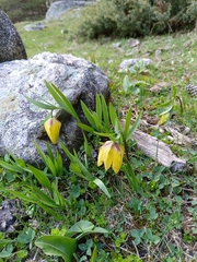 Fritillaria collina, photograph (c) Maria Kohanovskaya, some rights reserved (CC BY)