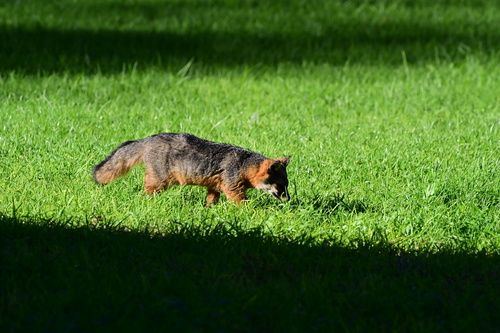 Santa Cruz Island Fox observed by rockpaperstar11