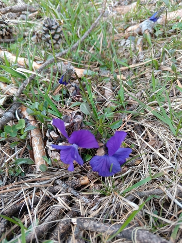 Viola oreades, photograph 5