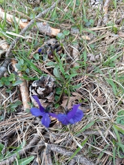 Viola oreades, photograph (c) Maria Kohanovskaya, some rights reserved (CC BY)