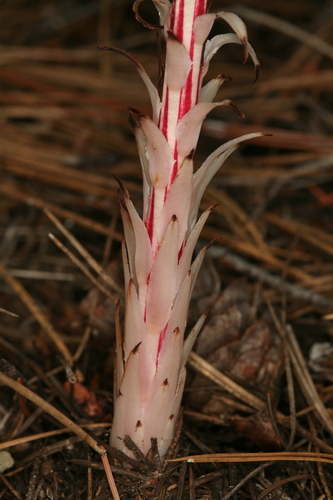 Allotropa (Allotropa virgata)