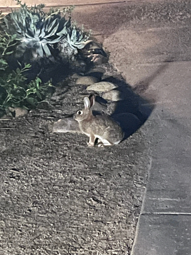 Desert Cottontail observed by thoum