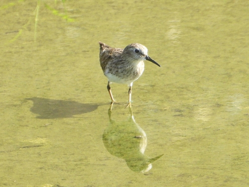 Least Sandpiper (Calidris minutilla)