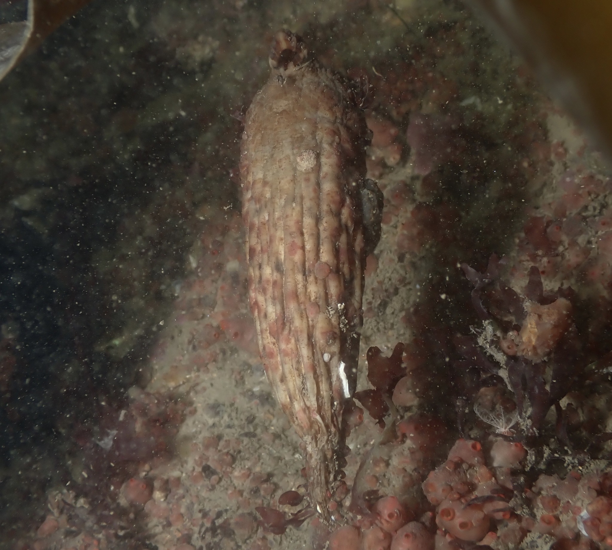 Styela clava Herdman, 1881