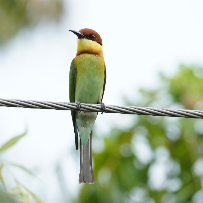 Chestnut-headed Bee-eater (Merops leschenaulti), photo 8