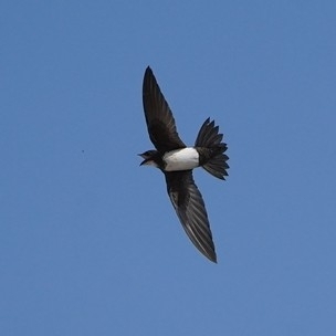 Alpine Swift (Tachymarptis melba), photo 1