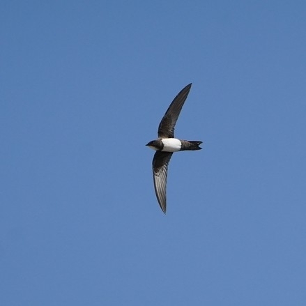 Alpine Swift (Tachymarptis melba), photo 2