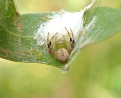 Australomisidia pilula