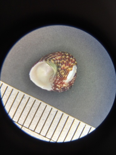 Gibbula adriatica observed 2026-01-13