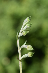 Epipactis microphylla