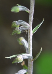 Epipactis microphylla