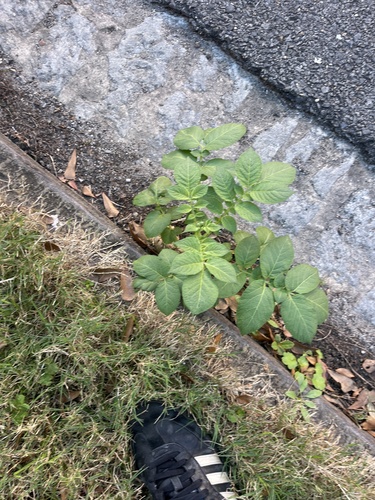 Potato