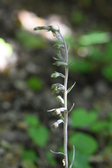 Epipactis microphylla