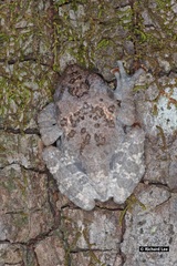 Theloderma stellatum