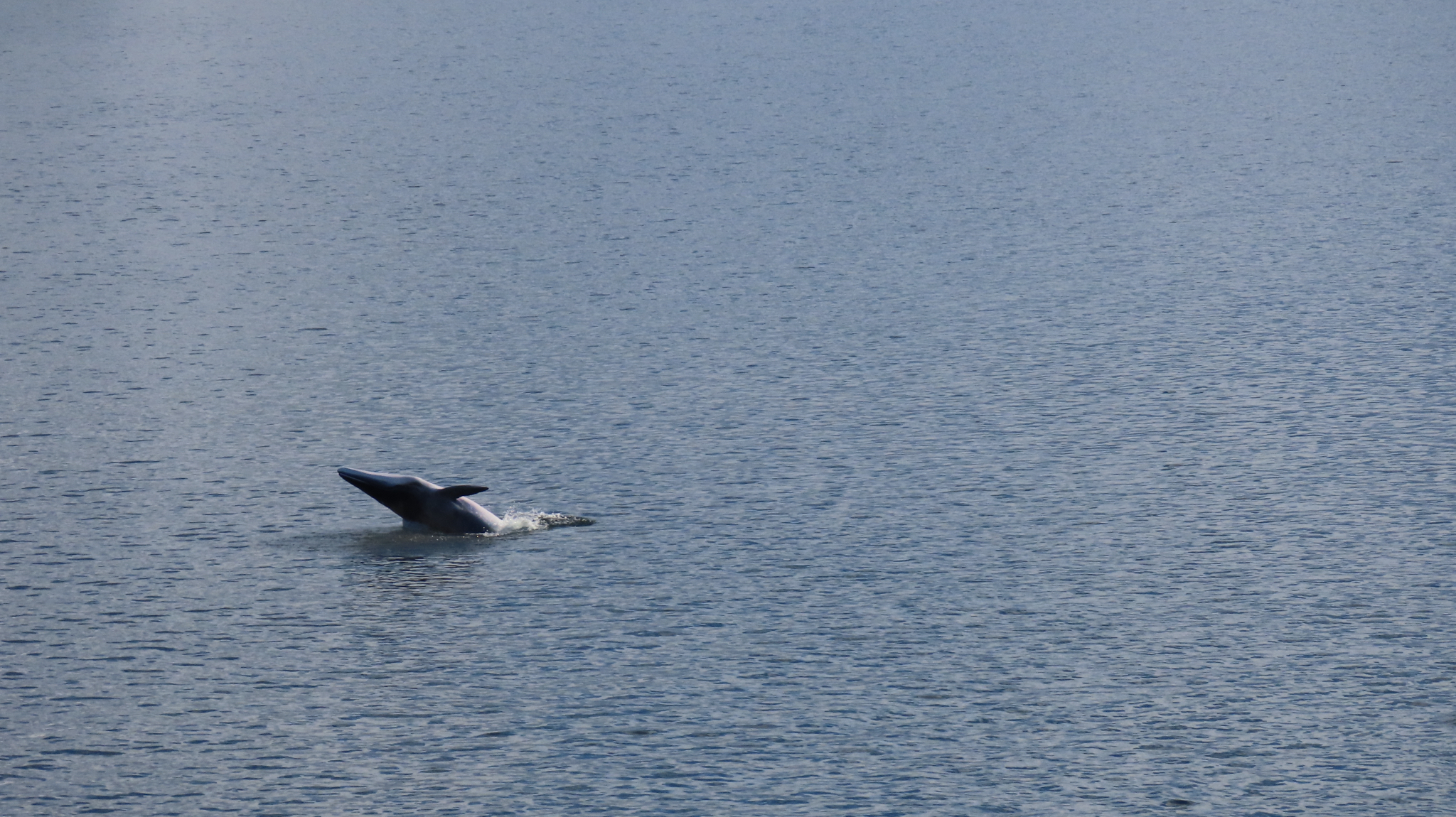 Balaenoptera bonaerensis
