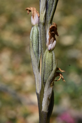 Limodorum trabutianum