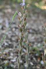 Limodorum trabutianum