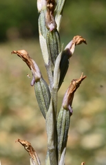 Limodorum trabutianum