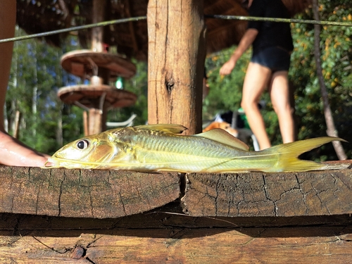 Liplose antennemeerval (Iheringichthys labrosus) — Pimelodidae — 5