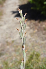 Limodorum trabutianum