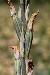 Limodorum trabutianum