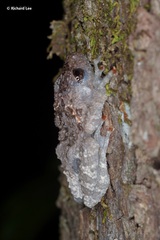 Theloderma stellatum