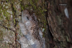 Theloderma stellatum