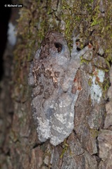 Theloderma stellatum